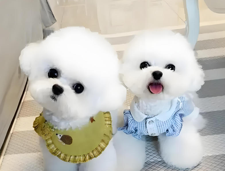 比熊vs博美：哪款小型犬更适配你的家庭生活？