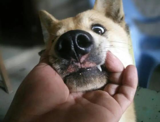 狗狗嘴巴有腥臭味是怎么回事？