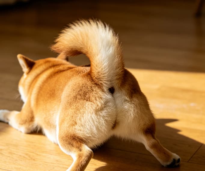 狗狗为什么会拖着屁股摩擦蹭屁股 (1).jpg